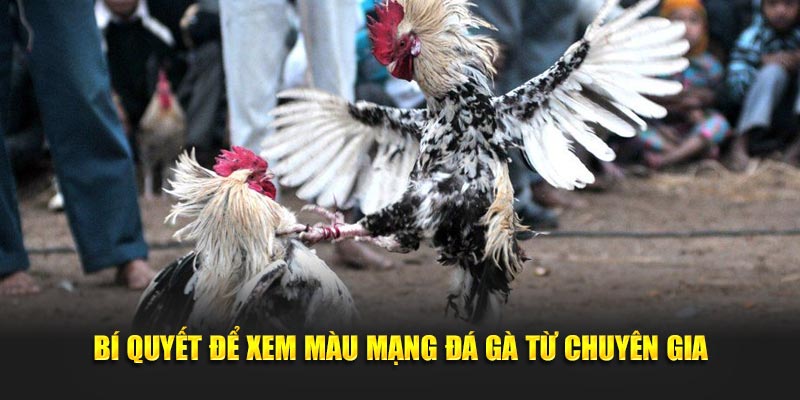 Bí quyết để xem màu mạng đá gà từ chuyên gia