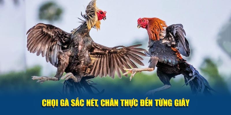 Chọi gà sắc nét, chân thực đến từng giây
