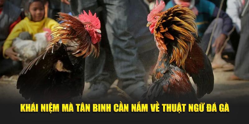 Khái niệm mà tân binh cần nắm về thuật ngữ đá gà