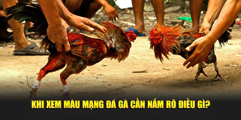 Khi xem màu mạng đá gà cần nắm rõ điều gì?