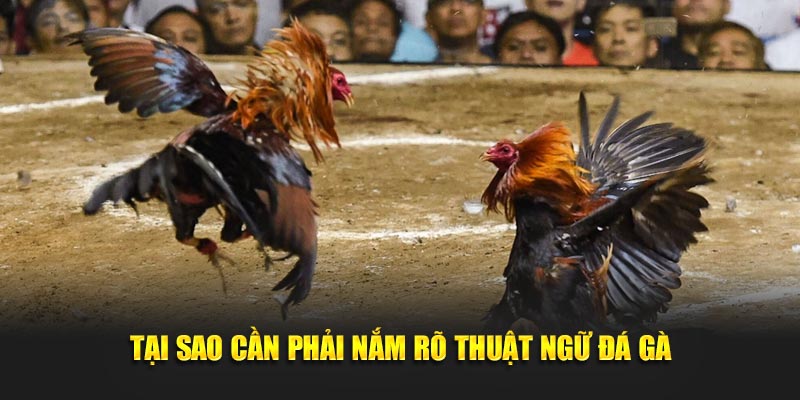 Tại sao cần phải nắm rõ thuật ngữ đá gà