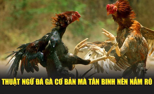 Thuật ngữ đá gà cơ bản mà tân binh nên nắm rõ tại VN88