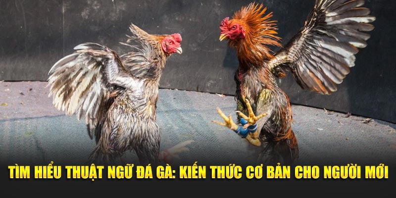 Thuật ngữ đá gà